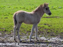 chevaux sauvages en westphalie photo