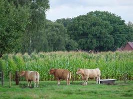 le petit village weseke en westphalie photo