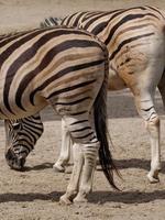 animaux du zoo photo