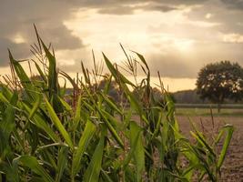 le petit village weseke en westphalie photo