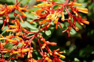 fleurs d'hamelia patens. photo