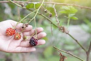 la main de l'agriculteur récolte la russie, la framboise rouge ou le rubus idaeus sur un arbre avec la lumière du soleil dans le jardin. photo