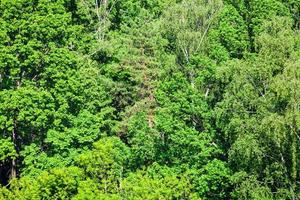 bois vert dense en journée d'été ensoleillée photo