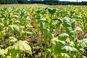 plantation de champs de tabac sous un ciel bleu avec de grandes feuilles vertes photo