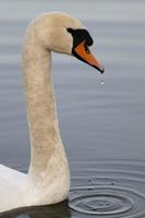 cygne au coucher du soleil - cygnini photo