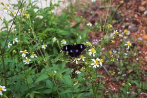 papillon noir perché sur une fleur de bidens pilosa photo
