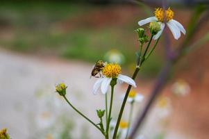 insectes qui se perchent sur la fleur de bidens pilosa photo