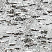 Image d'arrière-plan de texture de rendu d'écorce de bouleau réaliste 3d photo