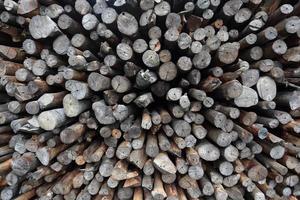 bois de mangrove à transformer en charbon de bois photo