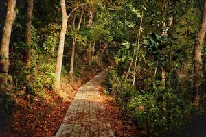 le chemin vers la forêt de srandil photo