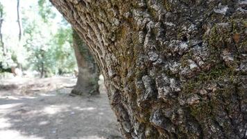 tronc d'arbre isolé de la texture de l'écorce de fond photo