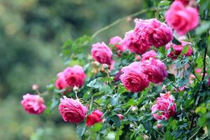 roses dans le jardin photo