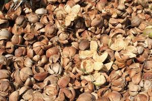 tas de cosses de noix de coco jetées en thaïlande photo