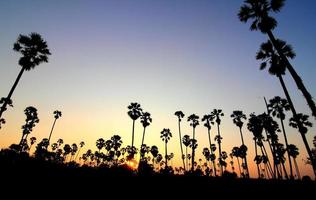 palmiers silhouette au coucher du soleil photo