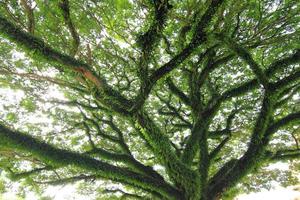 sous le grand arbre vert. composition naturelle photo