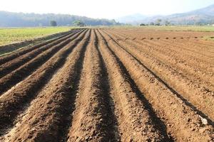 le champ agricole labouré sur lequel poussent les pommes de terre photo