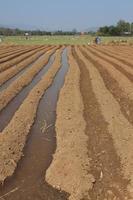 le champ agricole labouré sur lequel poussent les pommes de terre photo