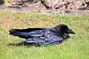 un gros plan d'un corbeau photo