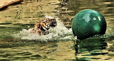 un gros plan d'un tigre photo