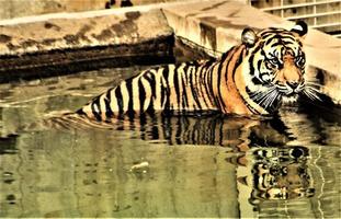 un gros plan d'un tigre photo