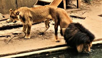 un gros plan d'un lion d'Afrique photo