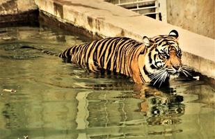 un gros plan d'un tigre photo
