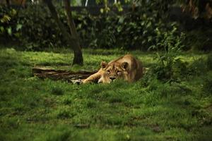 un gros plan d'un lion d'Afrique photo