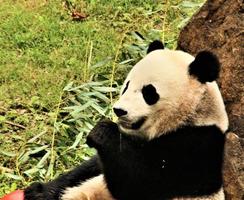 un gros plan d'un panda photo