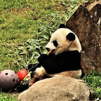 un gros plan d'un panda photo