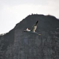 vue d'un fou de Bassan à bempton cliffs photo