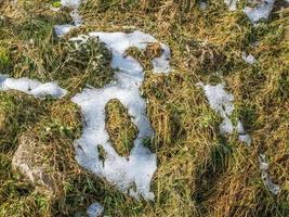 neige dans la pinède photo