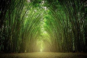 le chemin flanqué de deux côtés sans forêt de bambous. photo