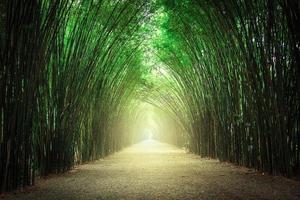 le chemin flanqué de deux côtés sans forêt de bambous. photo