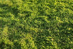 vue d'en haut de la texture de l'herbe de trèfle vert photo