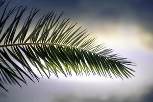 fond naturel avec des feuilles de palmier vert contre le ciel photo