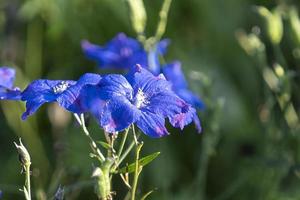 belles fleurs bleues sur un arrière-plan flou vert photo