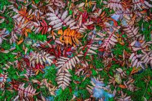 fond naturel naturel avec des feuilles d'automne sur l'herbe photo