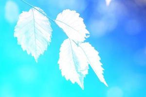silhouette de feuilles sur un fond dégradé bleu photo