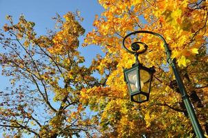 Pied de lampe, forêt d'érable jaune avec ciel bleu à Fulda, Hessen, photo