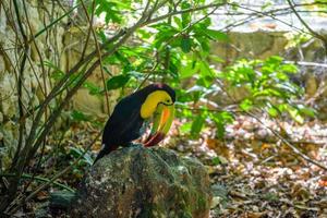 toucan à carène, ramphastos sulfuratus, oiseau à gros bec assis sur la branche dans la forêt, voyage nature en amérique centrale, playa del carmen, riviera maya, yu atan, mexique photo