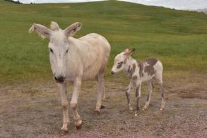 doux bébé burro à côté de sa mère dans la nature photo