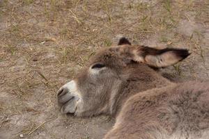 poulain burro dormant dans la chaleur de l'été photo