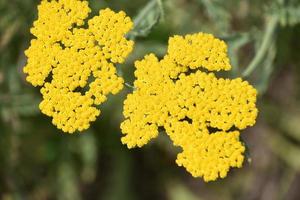 plante médicinale sauvage à fleurs jaunes photo