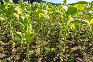 plantation de champs de tabac sous un ciel bleu avec de grandes feuilles vertes photo