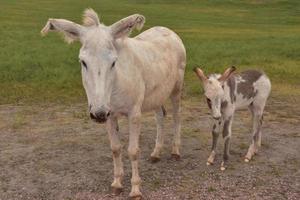 précieux burro blanc avec son poulain tacheté photo