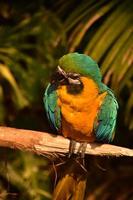 oiseau ara bleu et jaune assis sur un perchoir photo