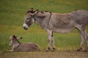 burro gris et poulain dans un grand champ photo