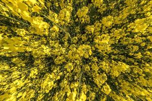 champ de belle fleur dorée printanière de colza avec ciel bleu photo