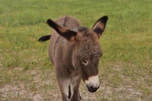 bébé mendiant burro avec des nuances de gris et de brun photo
