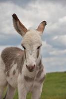 bébé burro blanc et marron clair de près photo